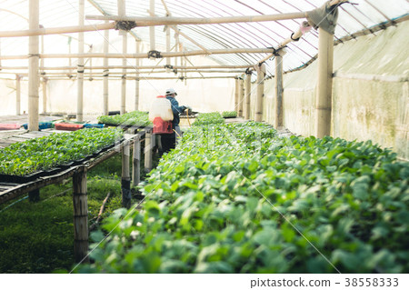 Vegetable garden vegetable in the greenhouse Lettu 38558333