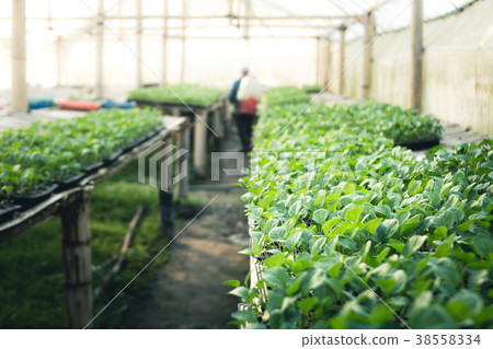 Vegetable garden vegetable in the greenhouse Lettu Vegetable garden vegetable in the greenhouse Lettu 38558334