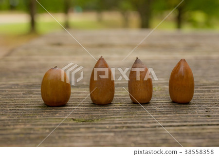 橡子的背部比較 38558358