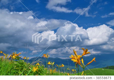 Nikkokishgege Kuroyama Plateau 38558673