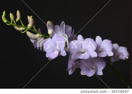 Dendrobium Snoia is a commercial hybrid 38558697