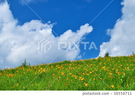 Nikkokishgege Kuroyama Plateau 38558711