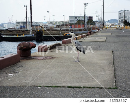 Kanmon Channel Heron-17 38558867