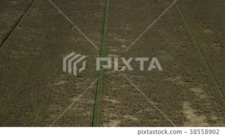 Country agricultural and farming field. 38558902