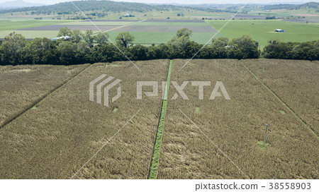Country agricultural and farming field. Country agricultural and farming field. 38558903