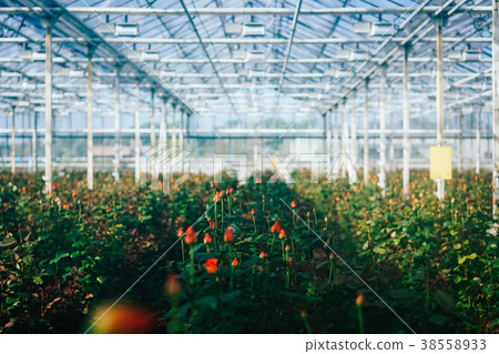Greenhouse roses growing under daylight. 38558933
