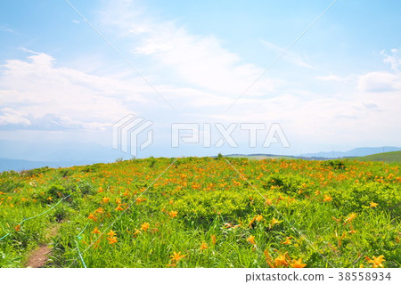 Nikkokishgege Kuroyama Plateau Nikkokishgege Kuroyama Plateau 38558934