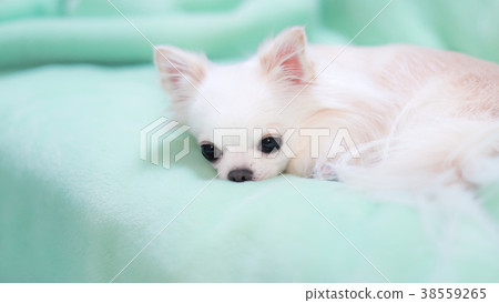 Chihuahua relaxing on a blanket 38559265