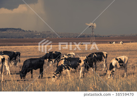 Australian cows Australian cows 38559470