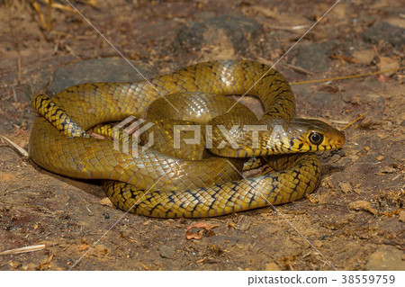 Rat snake, Ptyas mucosa , Aarey Milk Colony 38559759