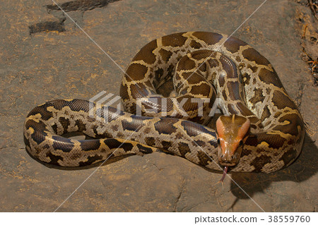 Indian rock python, Aarey Milk Colony 38559760