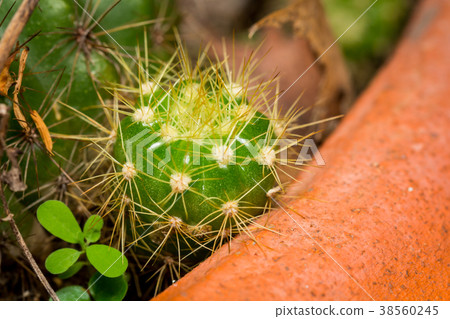Cactus tree in pot Cactus tree in pot 38560245