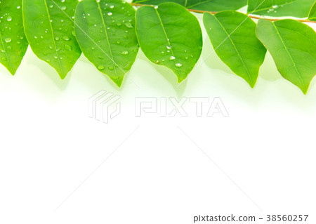 Green gooseberry leaf isolated on white background 38560257
