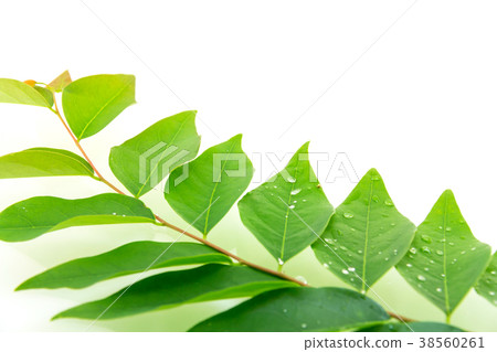 Green gooseberry leaf isolated on white background 38560261