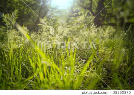 Grass Grass 38560870