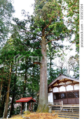 Sugi in Ogaki Sugi in Ogaki 38561564