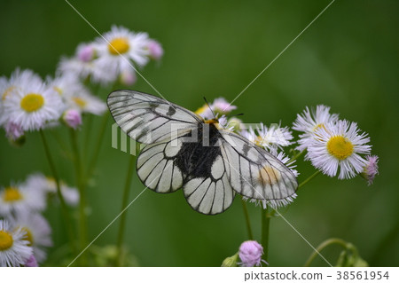 烏蘇巴族 38561954