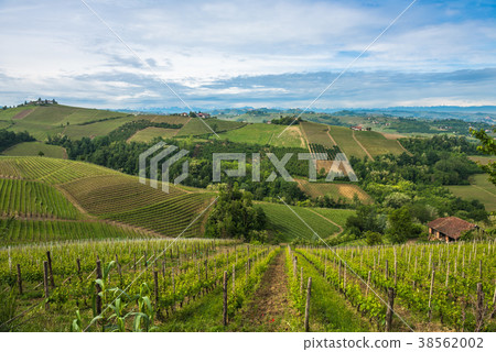 Vineyards of Langhe, Piedmont, Italy Vineyards of Langhe, Piedmont, Italy 38562002