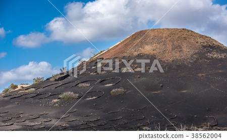 Vineyards in La Geria, Lanzarote, Canary Islands 38562004