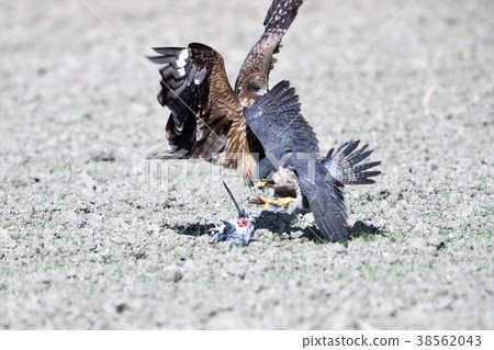 Tobi and Hayabusa 38562043