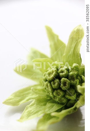 Open Fukino Tou 38562095