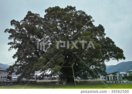 Daisuke of Tokushima Kamo 38562500