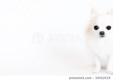 坐長外套吉娃娃2 38562619