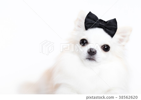 Chihuahua with a black ribbon 38562620