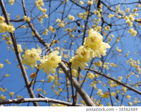 Flower of Rhubai in full bloom Flower of Rhubai in full bloom 38562884