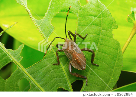 Assassin bugs, Aarey Milk Colony , INDIA 38562994