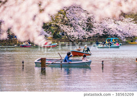 櫻桃開花的春天Inokashira公園 38563209