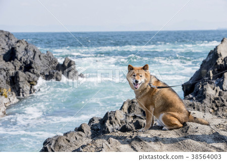 Shiba Inu在神奈川縣立Jogashima公園的岩石區域 Shiba Inu在神奈川縣立Jogashima公園的岩石區域 38564003
