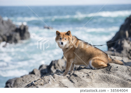 Shiba Inu在神奈川縣立Jogashima公園的岩石區域 Shiba Inu在神奈川縣立Jogashima公園的岩石區域 38564004