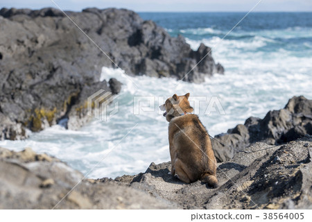 看海的什巴Inu的背面圖在岩石區域 看海的什巴Inu的背面圖在岩石區域 38564005