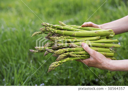Asparagus 38564357