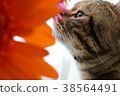 貓和非洲菊花卉 38564491