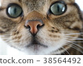 一隻貓 38564492