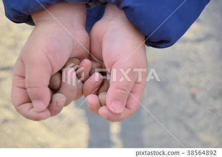 Acorn Acorn 38564892