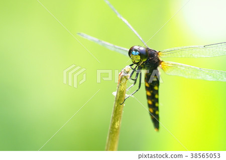 Harassettes (male) 38565053