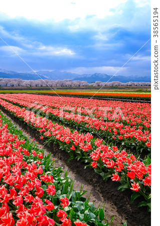 Funakawa Shin Sakura模式 Funakawa Shin Sakura模式 38565194