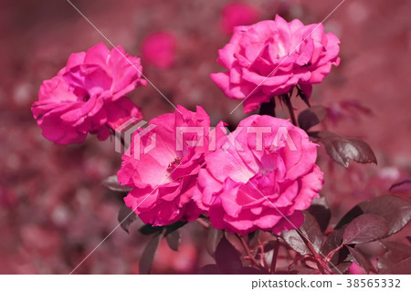 Pink roses in the shade of love Pink roses in the shade of love 38565332