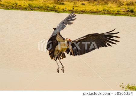 Landing of a marabout along a waterhole Landing of a marabout along a waterhole 38565334