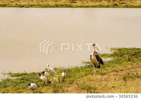 Marabou and sacred ibis along a waterhole Marabou and sacred ibis along a waterhole 38565336