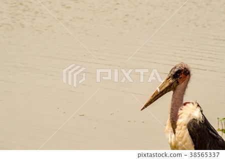 Marabou along a waterhole in Nairobi Kenya Park 38565337