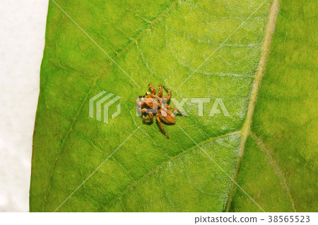 Jumping spider , Salticidae , Aarey Milk Colony  38565523