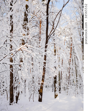 Photo of forest trees in snow on winter 38565532