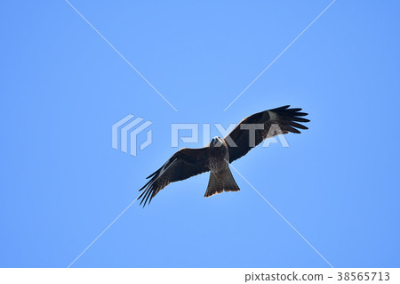 Flight of dragonfly 38565713