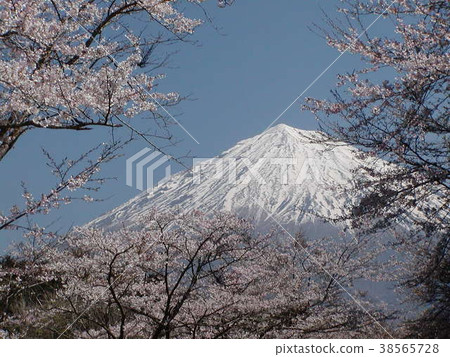 Fuji and cherry blossoms Fuji and cherry blossoms 38565728
