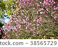 plum	 38565729