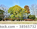 Yajima summit 38565732
